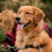 La tarde más dorada del año: Comodoro vivirá su primer encuentro de Golden Retriever