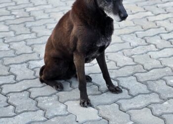 Buscan a negrito blue un perro del barrio Roca