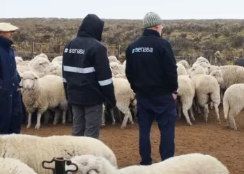 Alerta sanitaria en Chubut por el avance de la sarna ovina: más de 32.000 animales bajo seguimiento