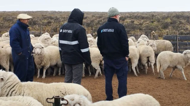 Alerta sanitaria en Chubut por el avance de la sarna ovina: más de 32.000 animales bajo seguimiento
