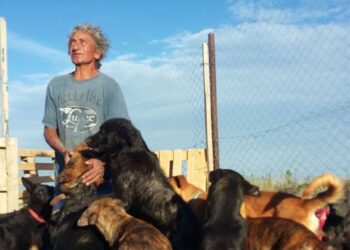 Cuida a 32  perros rescatados  en Km 17 y lanzan colecta para juntar para el alimento
