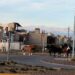 Caballos sueltos en el acceso al Aeropuerto