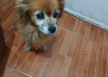 Buscan a Nana, una perrita anciana que se perdió en el barrio San Martín
