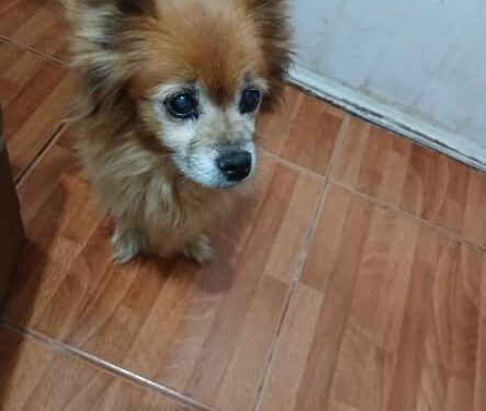Buscan a Nana, una perrita anciana que se perdió en el barrio San Martín