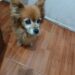 Buscan a Nana, una perrita anciana que se perdió en el barrio San Martín