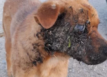 Vecinos denunciaron que una perrita fue quemada con pirotecnia en el barrio Padre Juan Corti