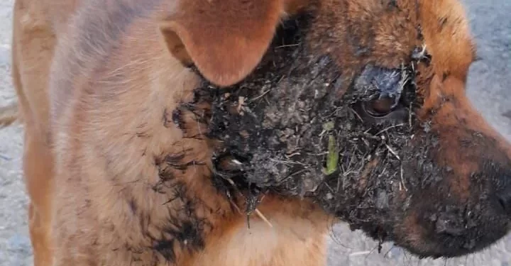 Vecinos denunciaron que una perrita fue quemada con pirotecnia en el barrio Padre Juan Corti
