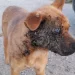 Vecinos denunciaron que una perrita fue quemada con pirotecnia en el barrio Padre Juan Corti