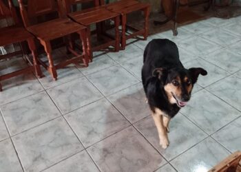 Buscan a “Juli”, una perrita que se perdió en barrio Pueyrredón durante la noche de Navidad