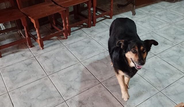 Buscan a “Juli”, una perrita que se perdió en barrio Pueyrredón durante la noche de Navidad