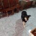 Buscan a “Juli”, una perrita que se perdió en barrio Pueyrredón durante la noche de Navidad