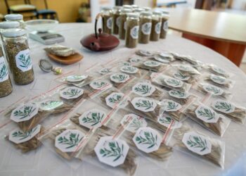 La SCPL, el INBIOP y el Centro de Jubilados del Petróleo y Gas Privado realizaron un taller para fortalecer el proyecto de cultivo de olivos