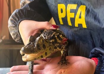 Utilizaba yacarés, serpientes y tortugas en rituales espiritistas