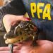 Utilizaba yacarés, serpientes y tortugas en rituales espiritistas
