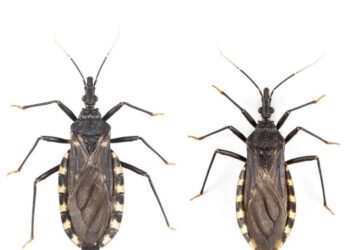 Impulsan una campaña en Chubut para fortalecer la detección y prevenir el Chagas
