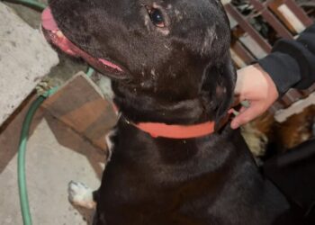 Encontraron a un perro en el barrio San Cayetano y buscan a su familia