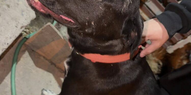 Encontraron a un perro en el barrio San Cayetano y buscan a su familia