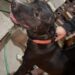 Encontraron a un perro en el barrio San Cayetano y buscan a su familia