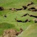 El deslizamiento del cerro Hermitte se manifiesta en el campo de Golf