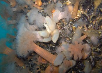 Invasiones biológicas bajo el muelle: se triplicó la cantidad de especies exóticas en Puerto Madryn