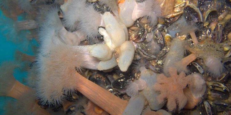 Invasiones biológicas bajo el muelle: se triplicó la cantidad de especies exóticas en Puerto Madryn