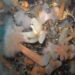 Invasiones biológicas bajo el muelle: se triplicó la cantidad de especies exóticas en Puerto Madryn
