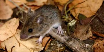 Alerta por casos de hantavirus