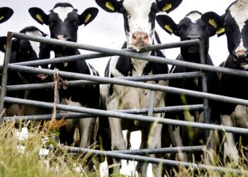 Un rayo mató a 19 vacas en Paraguay durante un temporal e igualmente las faenaron