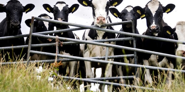 Un rayo mató a 19 vacas en Paraguay durante un temporal e igualmente las faenaron