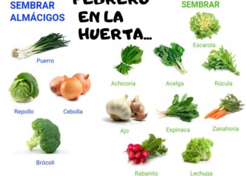 INTA recomienda armar almácigos en febrero y marzo para huertas en la Patagonia árida