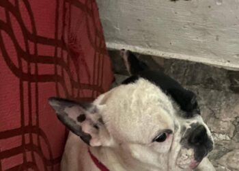 Buscan desesperadamente a una perrita perdida en Km8: lleva 11 días sin aparecer