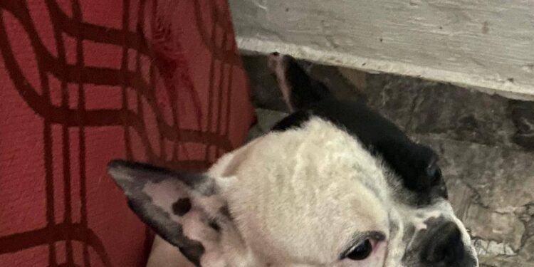 Buscan desesperadamente a una perrita perdida en Km8: lleva 11 días sin aparecer