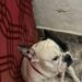 Buscan desesperadamente a una perrita perdida en Km8: lleva 11 días sin aparecer