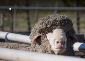 La Sociedad Rural de Comodoro ultima detalles de la Expo Rural 2026 con nuevas actividades para toda la familia