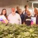 Impulsan Planta Piloto de Aceite Cannábico para uso veterinario