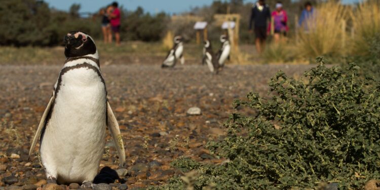 Chubut registró durante enero más de 80.000 visitas a las Áreas Naturales Protegidas