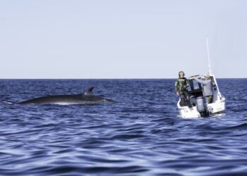 Se formaliza el Estudio de Impacto Ambiental para el Avistaje Embarcado de Ballenas Sei