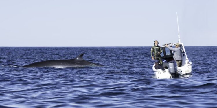 Se formaliza el Estudio de Impacto Ambiental para el Avistaje Embarcado de Ballenas Sei