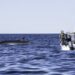 Se formaliza el Estudio de Impacto Ambiental para el Avistaje Embarcado de Ballenas Sei