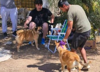 “Bajo el Mismo Cielo” asiste a mascotas y familias evacuadas en Sismográfica: piden tránsito y alimento balanceado