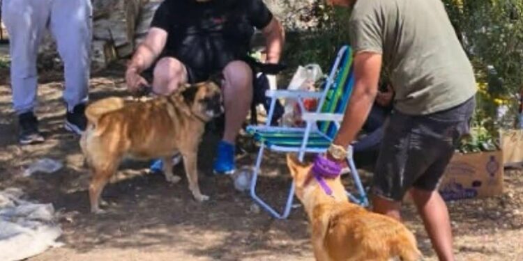“Bajo el Mismo Cielo” asiste a mascotas y familias evacuadas en Sismográfica: piden tránsito y alimento balanceado