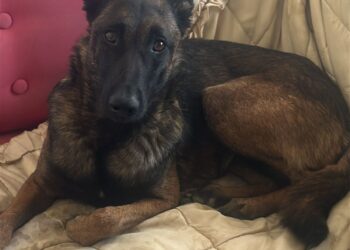 Buscan a “Mosca” o “Negra”, perra perdida en zona Pueyrredón