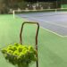 Se viene el Primer Torneo de Verano de Tenis en Rada Tilly