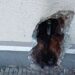 Evacuaron el edificio de PAMI en Comodoro por una pérdida de gas en oficinas lindantes