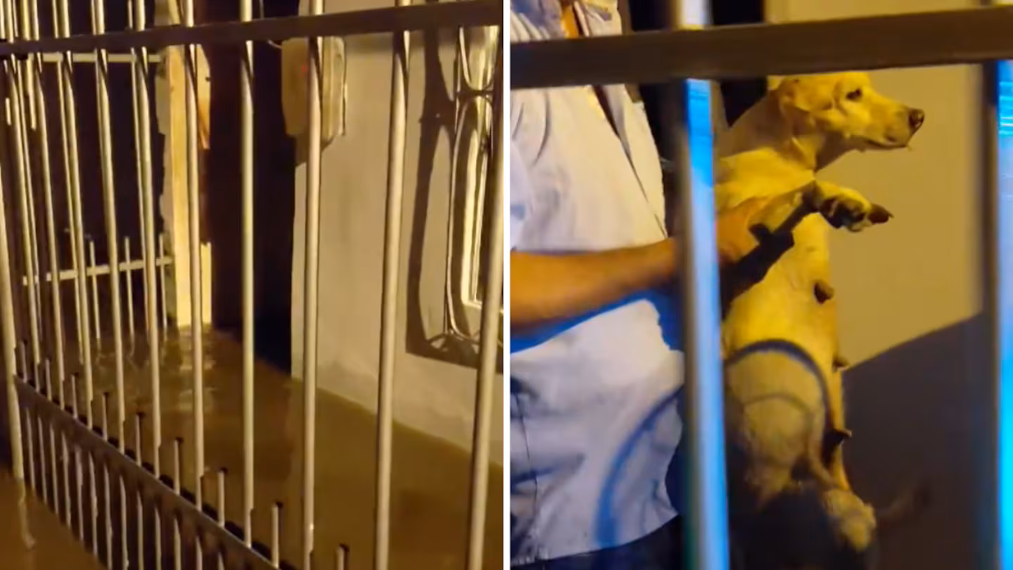 Inundaciones en Colombia: el emotivo rescate de un perro atrapado que conmovió a todos
