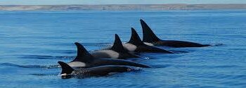 Península Valdés se prepara para una nueva temporada de orcas con mejoras en Punta Norte