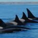 Península Valdés se prepara para una nueva temporada de orcas con mejoras en Punta Norte