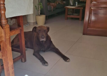 Audiencia de apertura de la investigación por maltrato animal,  “Chocolate”