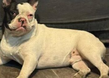 Buscan a un perro perdido en la zona de Roque González
