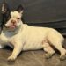 Buscan a un perro perdido en la zona de Roque González